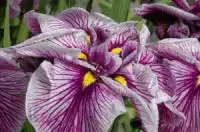 Iris ensata Rivulets of Wine - Japanese Iris